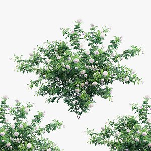 3D Rose plant set 59