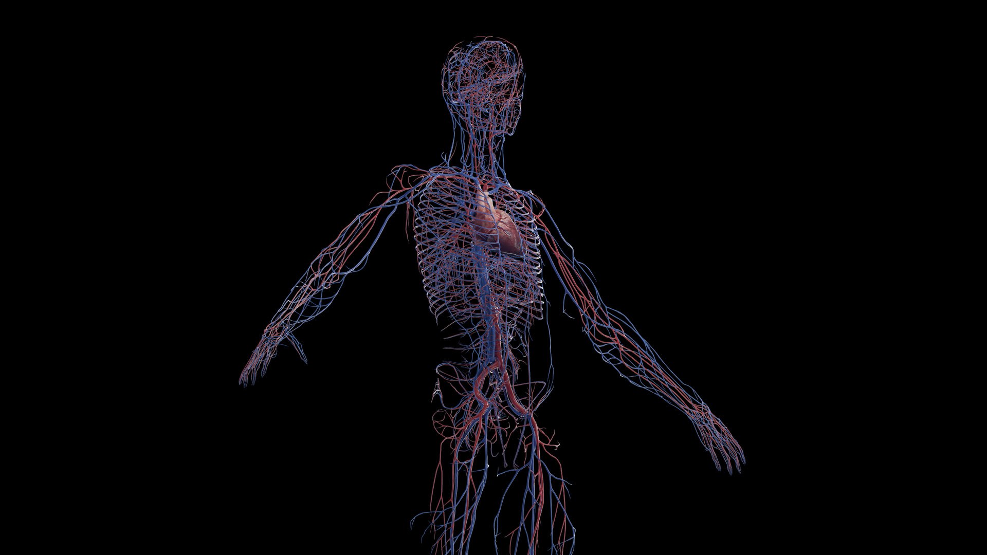 Human Male Vascular System Static 3D - TurboSquid 2050635