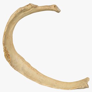 costae verae rib 02 3D model