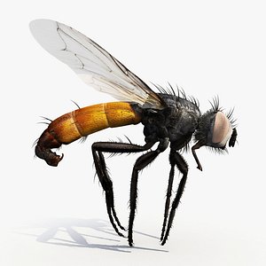 Cylindromyia