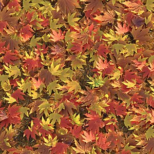 Autumn Maple Leaves Vol 343 3D model