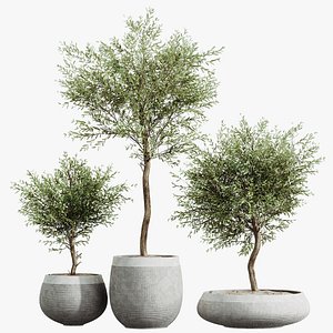 3D AV HousePlants Olive Elegant Mission Kalamata Leccino Arbequina Wilsonii Set01
