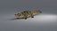 Crocodile Rigged