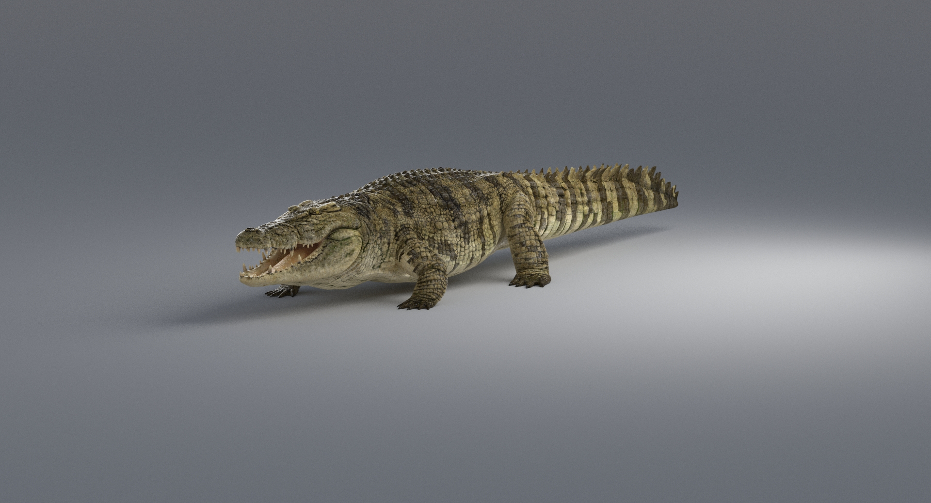 crocodile rigged 3d max https://p.turbosquid.com/ts-thumb/qz/fsGyEj/4cCOSspP/cro/jpg/1485180095/1920x1080/turn_fit_q99/b5587256e9a86f0ed3ddb990130fe7b6c72f3060/cro-1.jpg