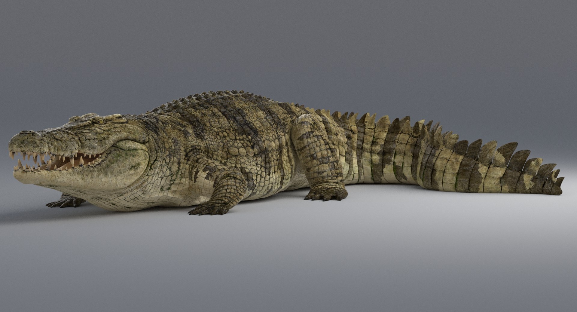 Crocodile Rigged 3d Max