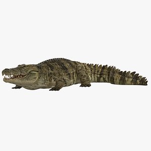 crocodile rigged 3d max