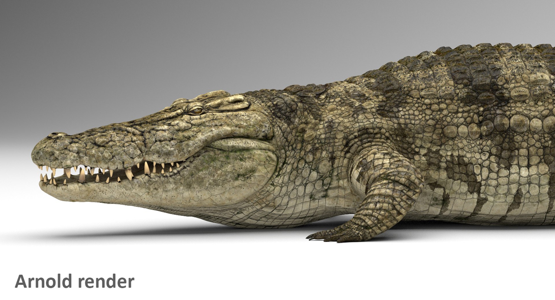 crocodile rigged 3d max https://p.turbosquid.com/ts-thumb/qz/fsGyEj/aZeZ46JD/10/jpg/1500454435/1920x1080/fit_q87/82355b46fc3ebea4e47afbf6c91e627f8ed3b112/10.jpg