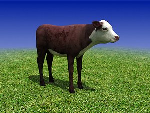 Calf Cow 3D Model