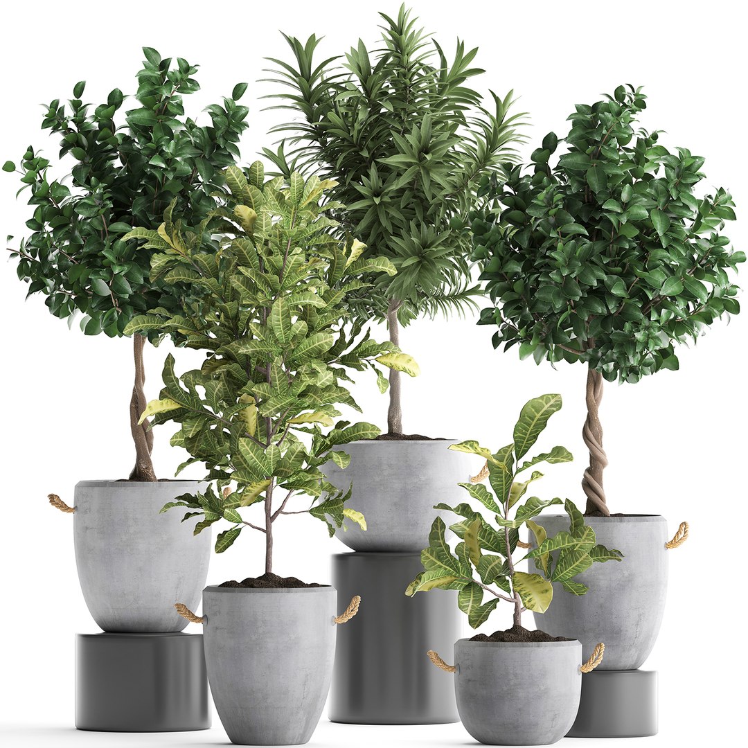 Houseplants exotic plants tree 3D model - TurboSquid 1499608