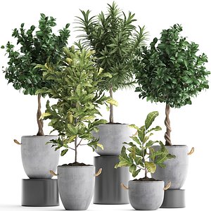 houseplants exotic plants tree 3D model
