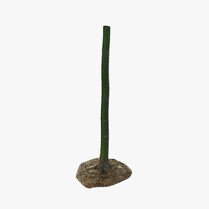 Anydrafts Camphora officinarum Trunk 01 3D