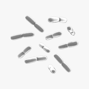 3D Lactobacillus Plantarum Bacteria model