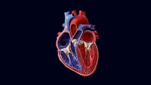 Human Heart 3D Model 3D model