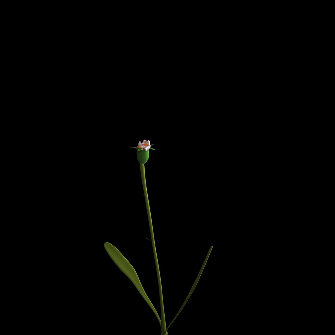 3D flowers open animation - TurboSquid 1588731