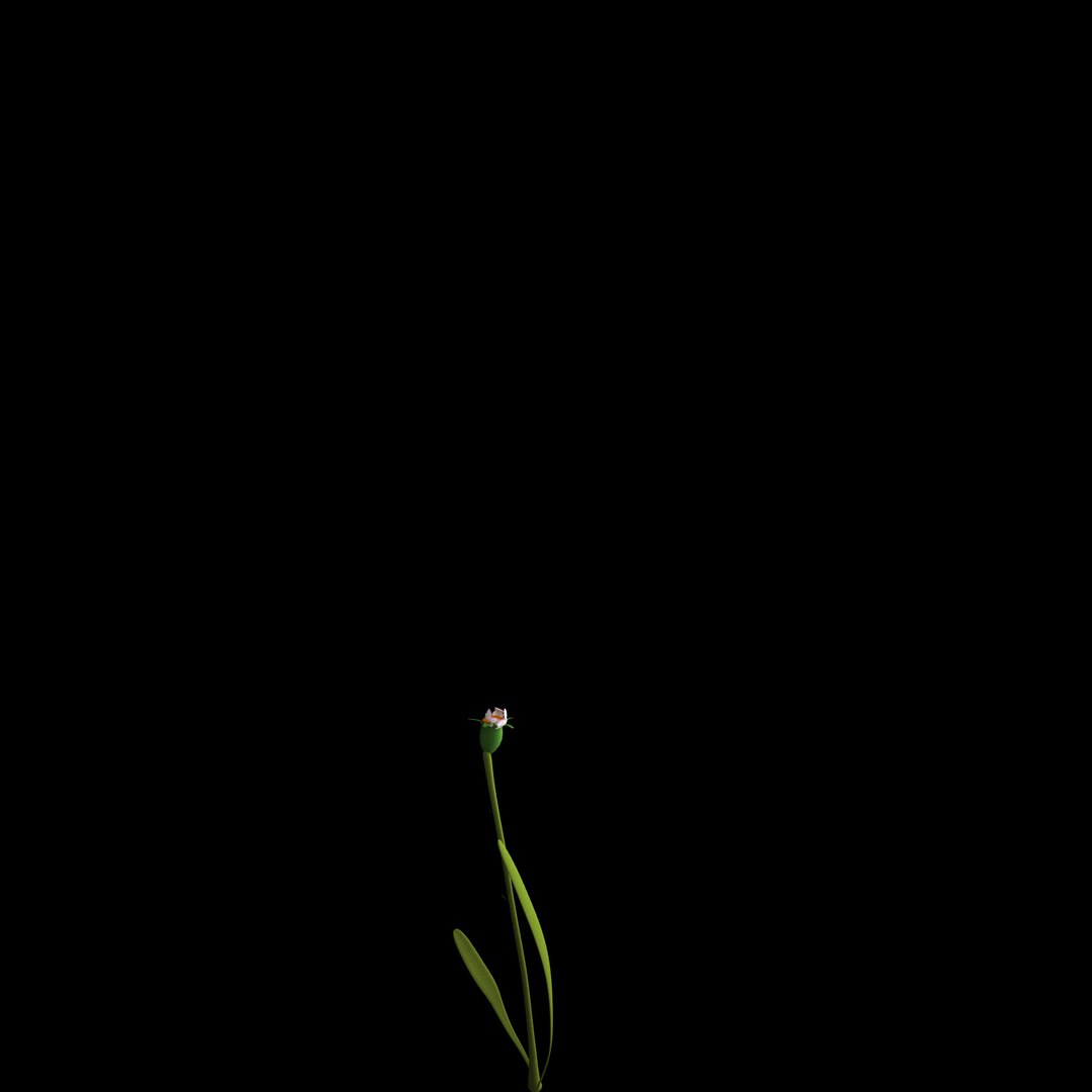 3D flowers open animation - TurboSquid 1588731