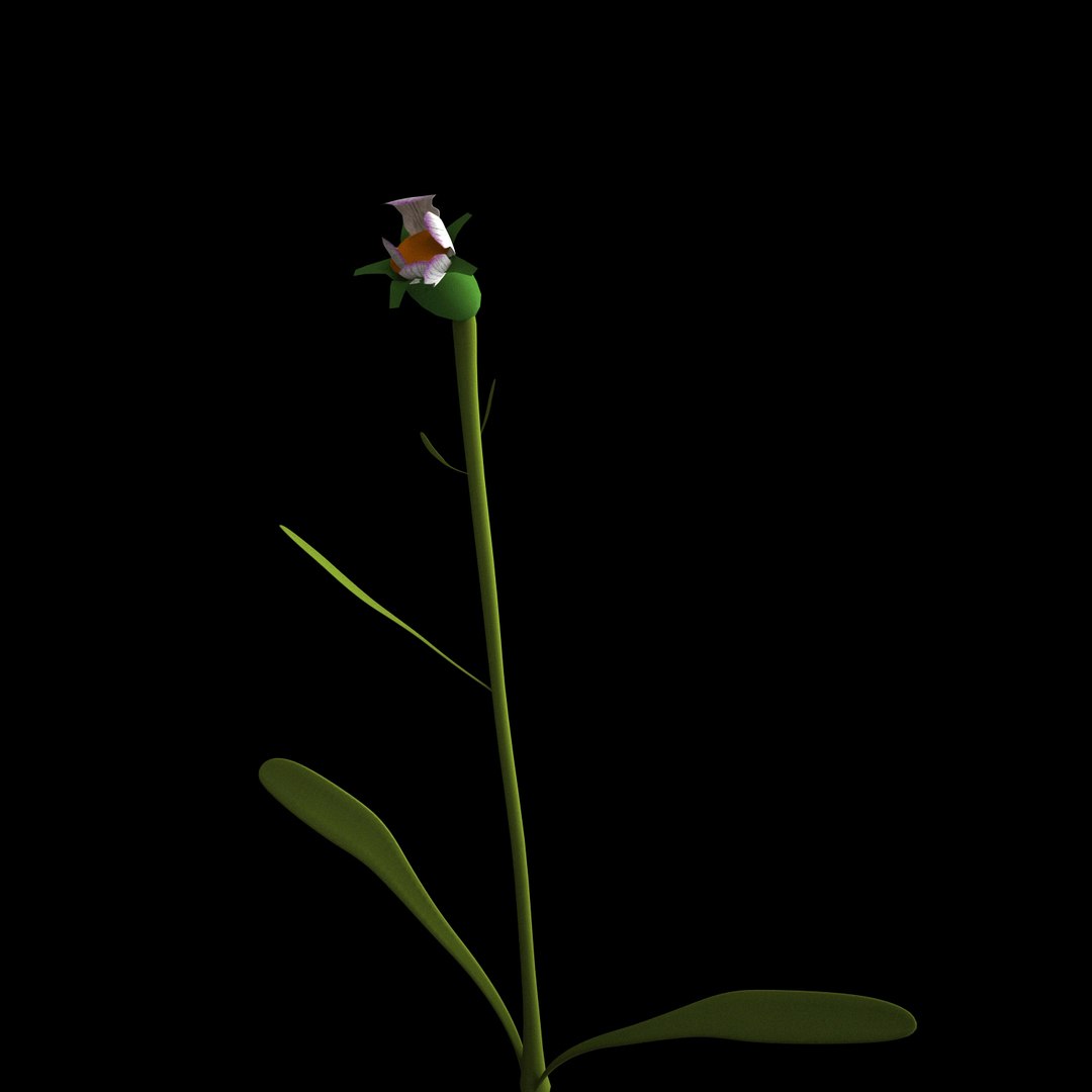 3D flowers open animation - TurboSquid 1588731