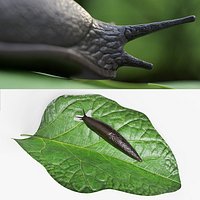 Slug on Foliage Leaf For Blender