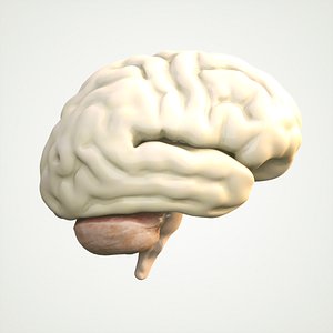 Human Brain Cross Section Anatomy 3D Model - TurboSquid 2068961