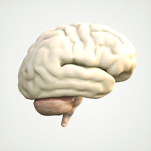 Brain Human Anatomy
