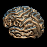 Brain