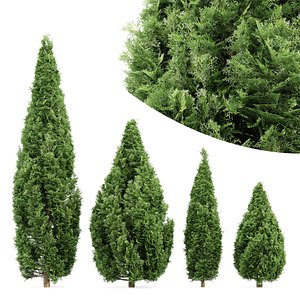 Rocky Mountain Juniper Juniperus scopulorum 3D
