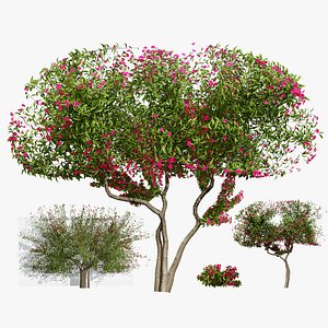 3D Vibrant Bougainvillea Plant