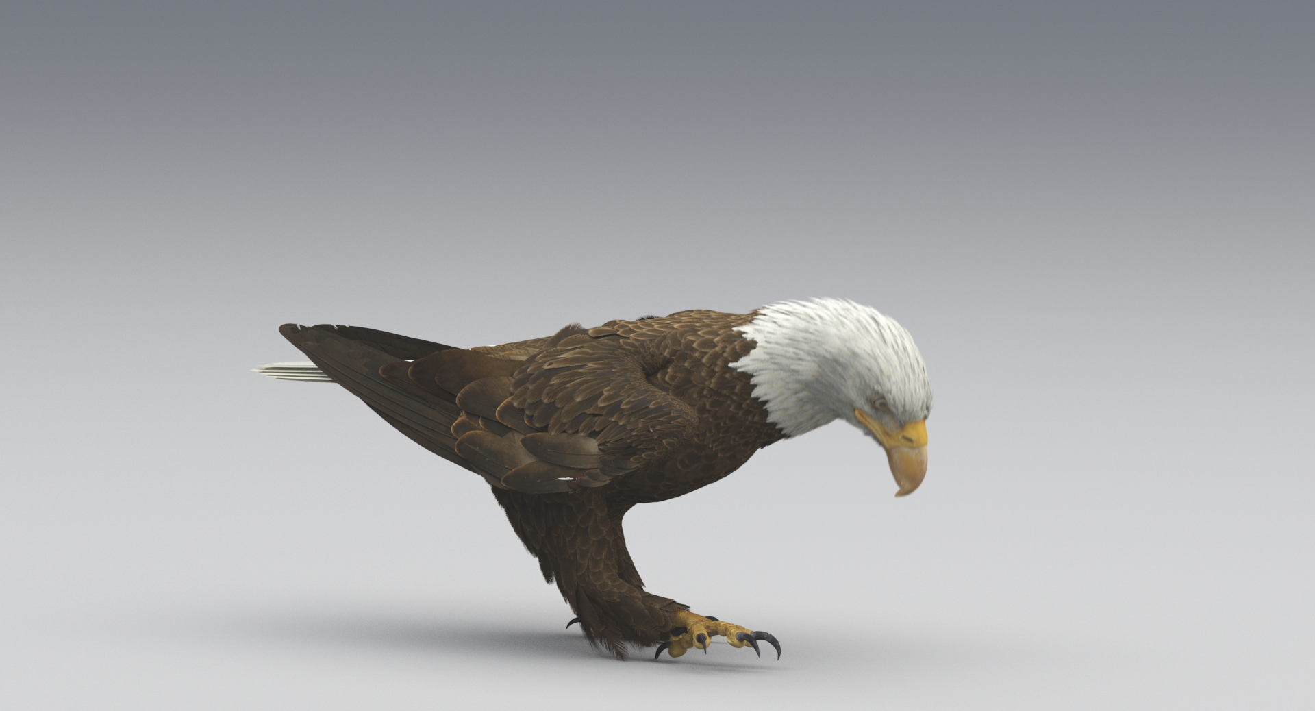 3D american bald eagle animations https://p.turbosquid.com/ts-thumb/r0/ybD0Kk/5OsL7nIq/eating/jpg/1547117297/1920x1080/turn_fit_q99/53eb50a159a92aad8294fd1234dff275aa5d8727/eating-1.jpg