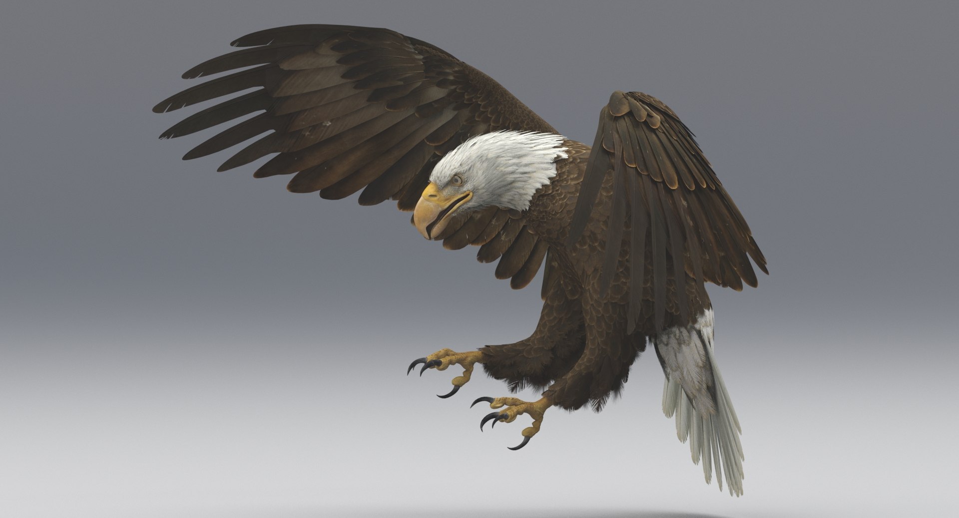 3D american bald eagle animations https://p.turbosquid.com/ts-thumb/r0/ybD0Kk/8aSnT9t1/title/jpg/1547116326/1920x1080/fit_q87/b985ca0c39b4113464774273faab3ffac07d55a7/title.jpg