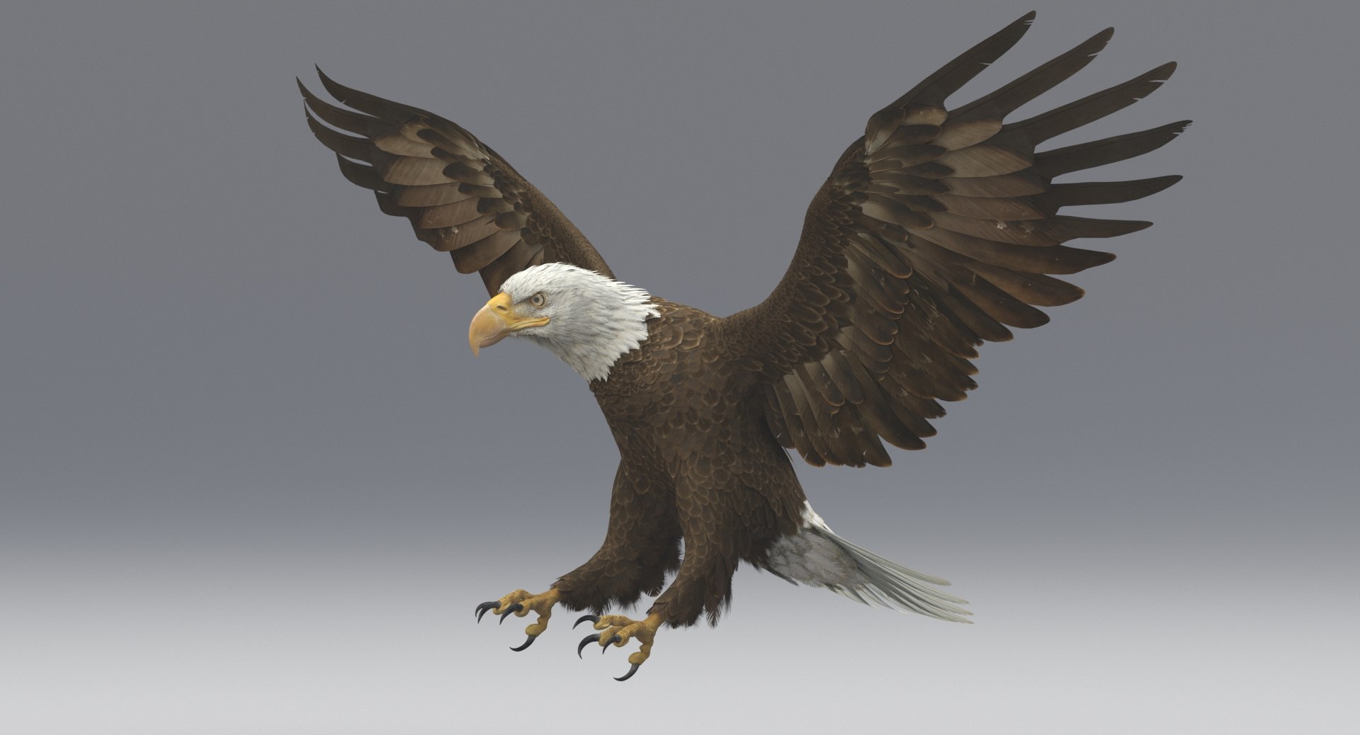 3D american bald eagle animations https://p.turbosquid.com/ts-thumb/r0/ybD0Kk/AxopMmmI/2/jpg/1547116335/1920x1080/fit_q87/f6b65c1301e07a30683c8c4e44af37dea32ad33b/2.jpg