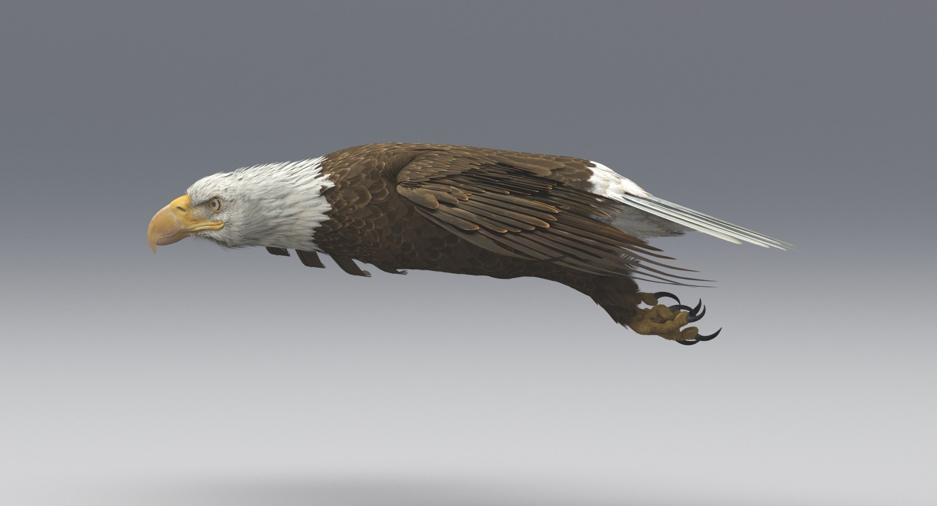 3D american bald eagle animations https://p.turbosquid.com/ts-thumb/r0/ybD0Kk/CYWQVQPv/11/jpg/1547116337/1920x1080/fit_q87/73bec3c4a7116855e23924973943a064336d62eb/11.jpg