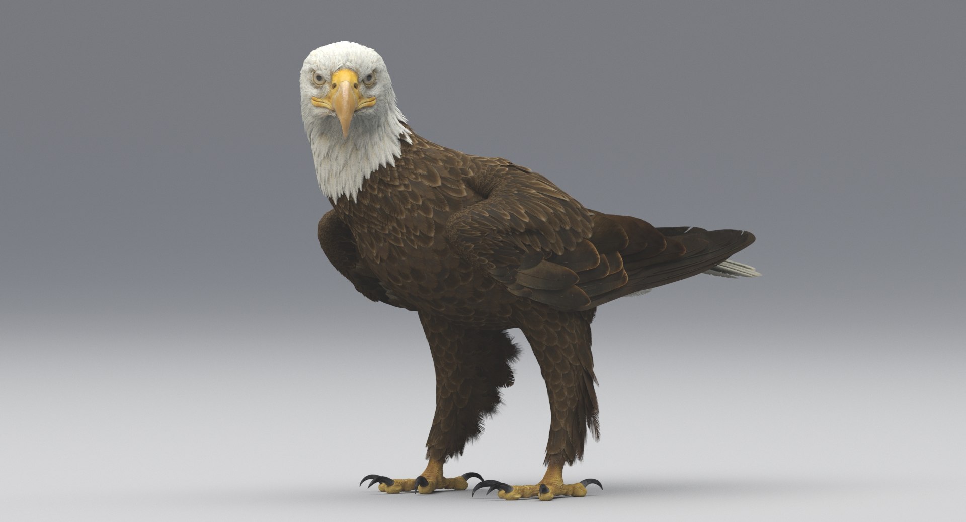 3D american bald eagle animations https://p.turbosquid.com/ts-thumb/r0/ybD0Kk/CzCKVjqO/6/jpg/1547116336/1920x1080/fit_q87/b6716220e90c1dfa09fe71ff307e4baaadf1f342/6.jpg