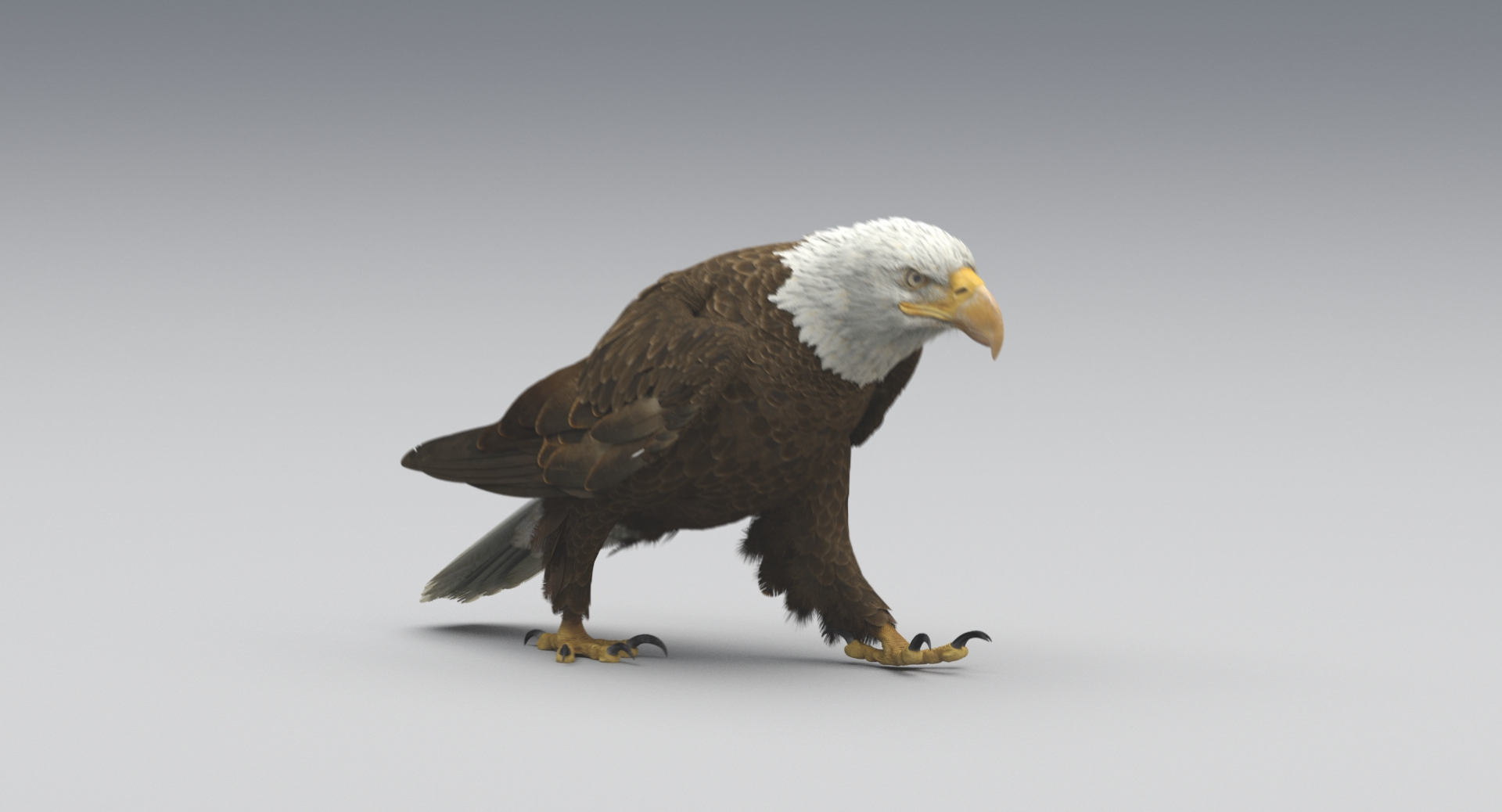 3D american bald eagle animations https://p.turbosquid.com/ts-thumb/r0/ybD0Kk/EuEtJNmR/idle/jpg/1547123069/1920x1080/turn_fit_q99/df4c27afbab3a30028f15ad222f34dee01ff3c5b/idle-1.jpg