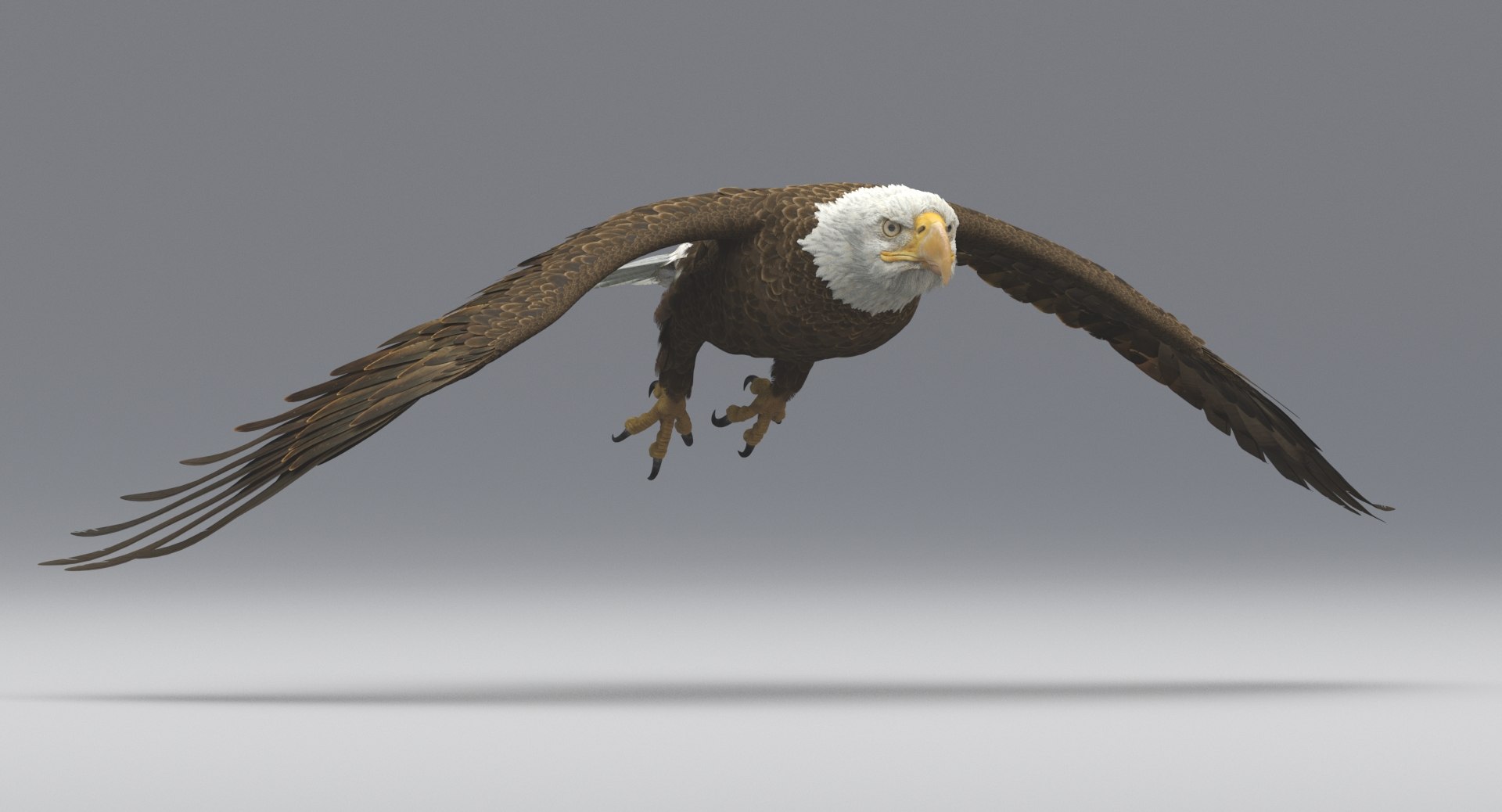 3D american bald eagle animations https://p.turbosquid.com/ts-thumb/r0/ybD0Kk/FEMNSAof/9/jpg/1547116336/1920x1080/fit_q87/db629ac0b82db396bfeeb6572fd01e081584593a/9.jpg