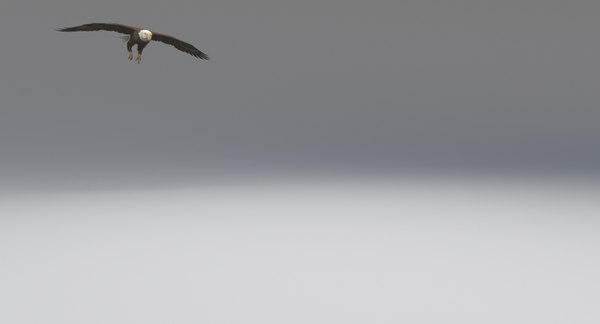 3D american bald eagle animations - TurboSquid 1365596