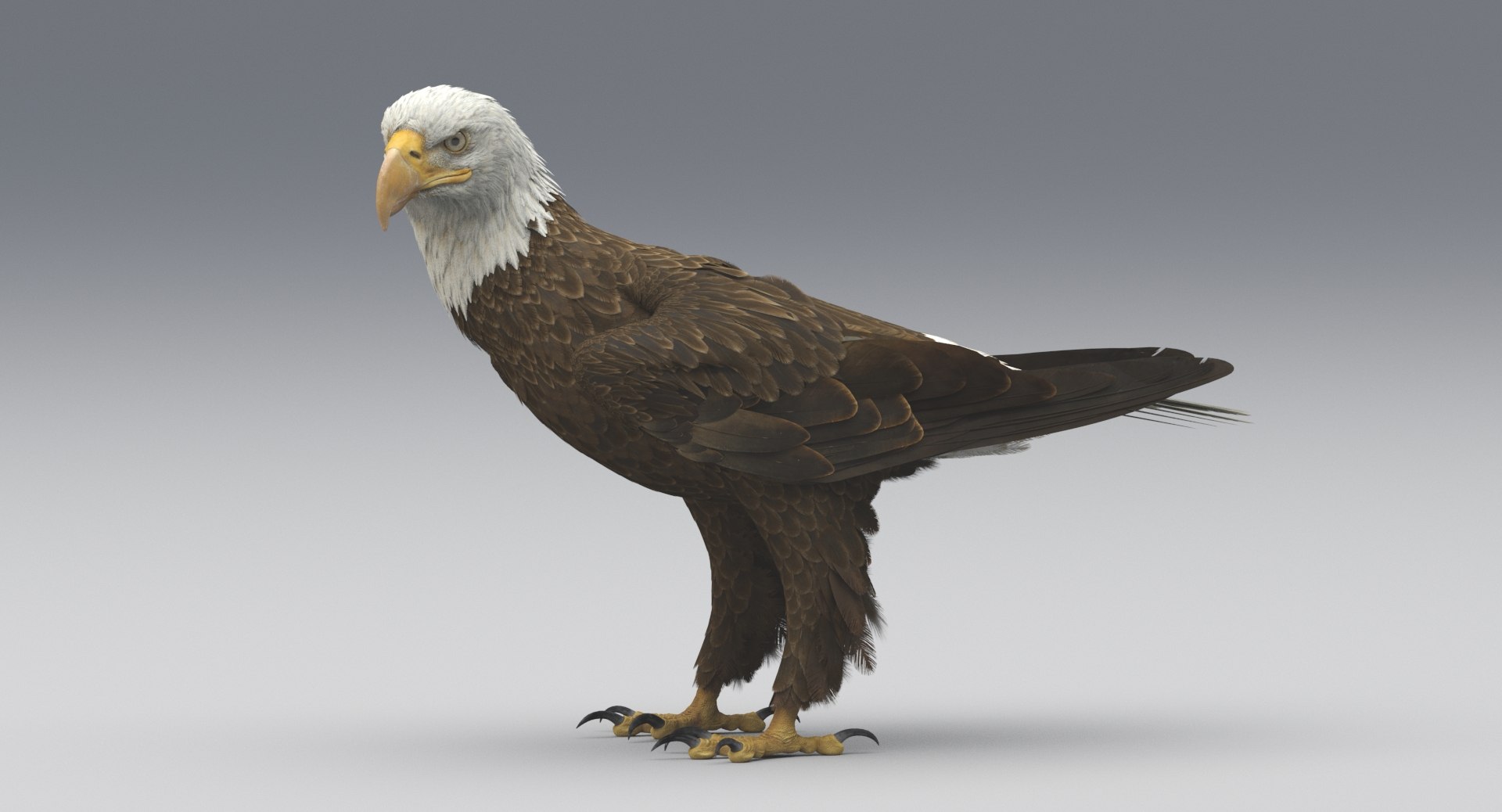 3D american bald eagle animations https://p.turbosquid.com/ts-thumb/r0/ybD0Kk/LjJNQOcM/5/jpg/1547116336/1920x1080/fit_q87/433bd228d667f7fdc6596f756c4b8de75060ff04/5.jpg