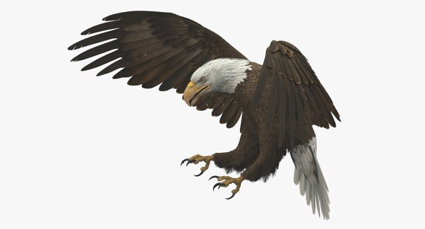 modelo 3d Águila calva americana animada - TurboSquid 1365596