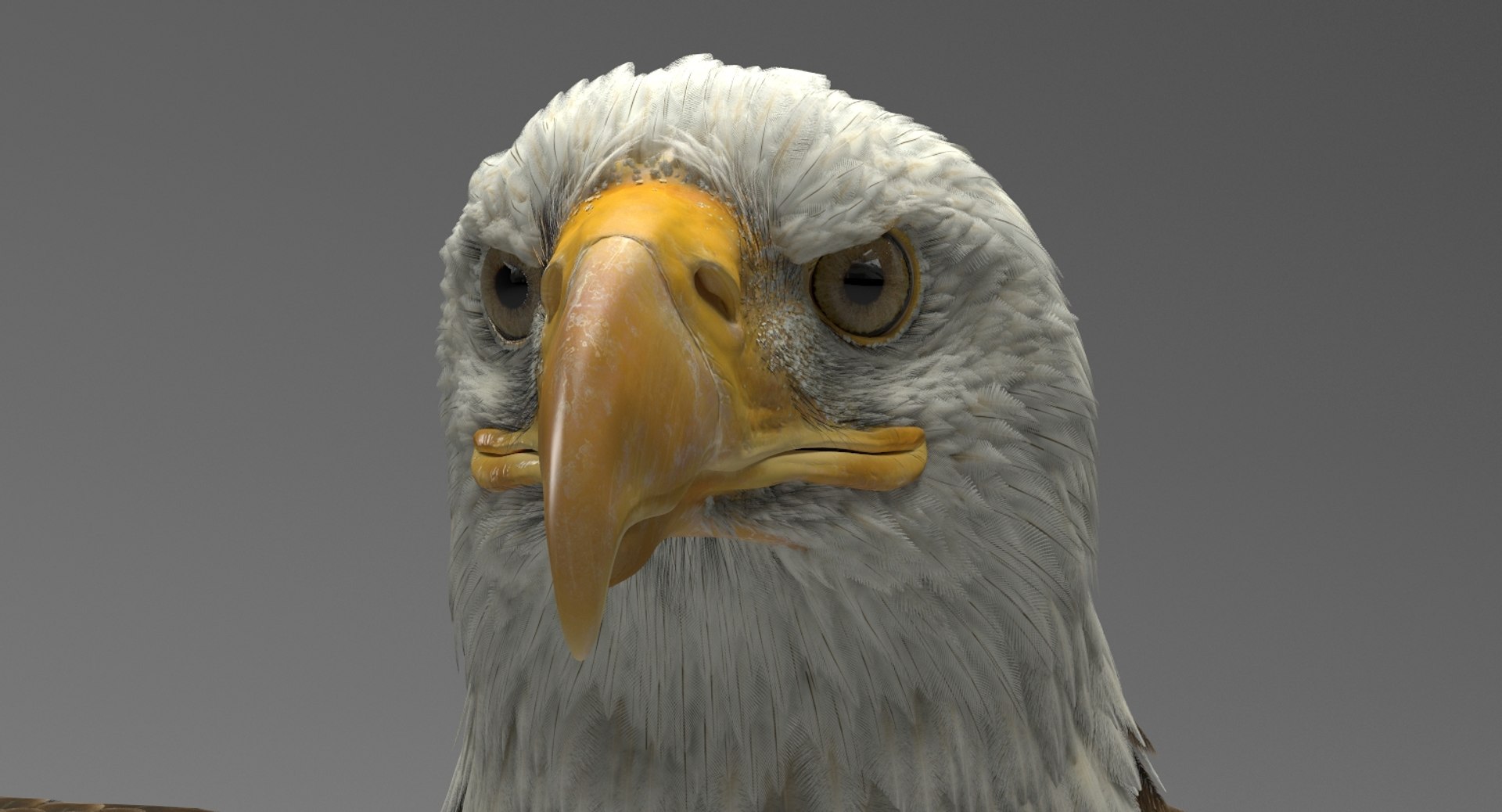 3D american bald eagle animations https://p.turbosquid.com/ts-thumb/r0/ybD0Kk/Ob2Tmwsz/19/jpg/1547123300/1920x1080/fit_q87/a325a5d2826065863d840ec4f5ef5bf9860a7b8f/19.jpg