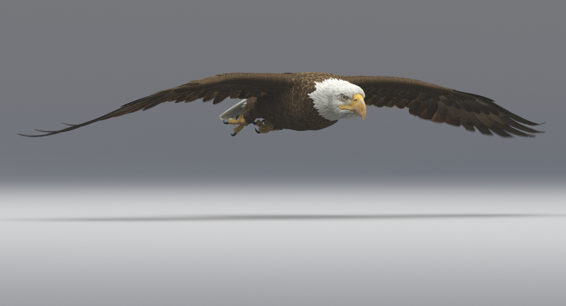 3D american bald eagle animations https://p.turbosquid.com/ts-thumb/r0/ybD0Kk/YBUIuKUY/idle/jpg/1547122701/1920x1080/turn_fit_q99/90fea5eb7bf8b11606ec370058c4a5e73f21af0f/idle-1.jpg