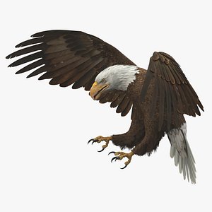 American Bald Eagle Animated
