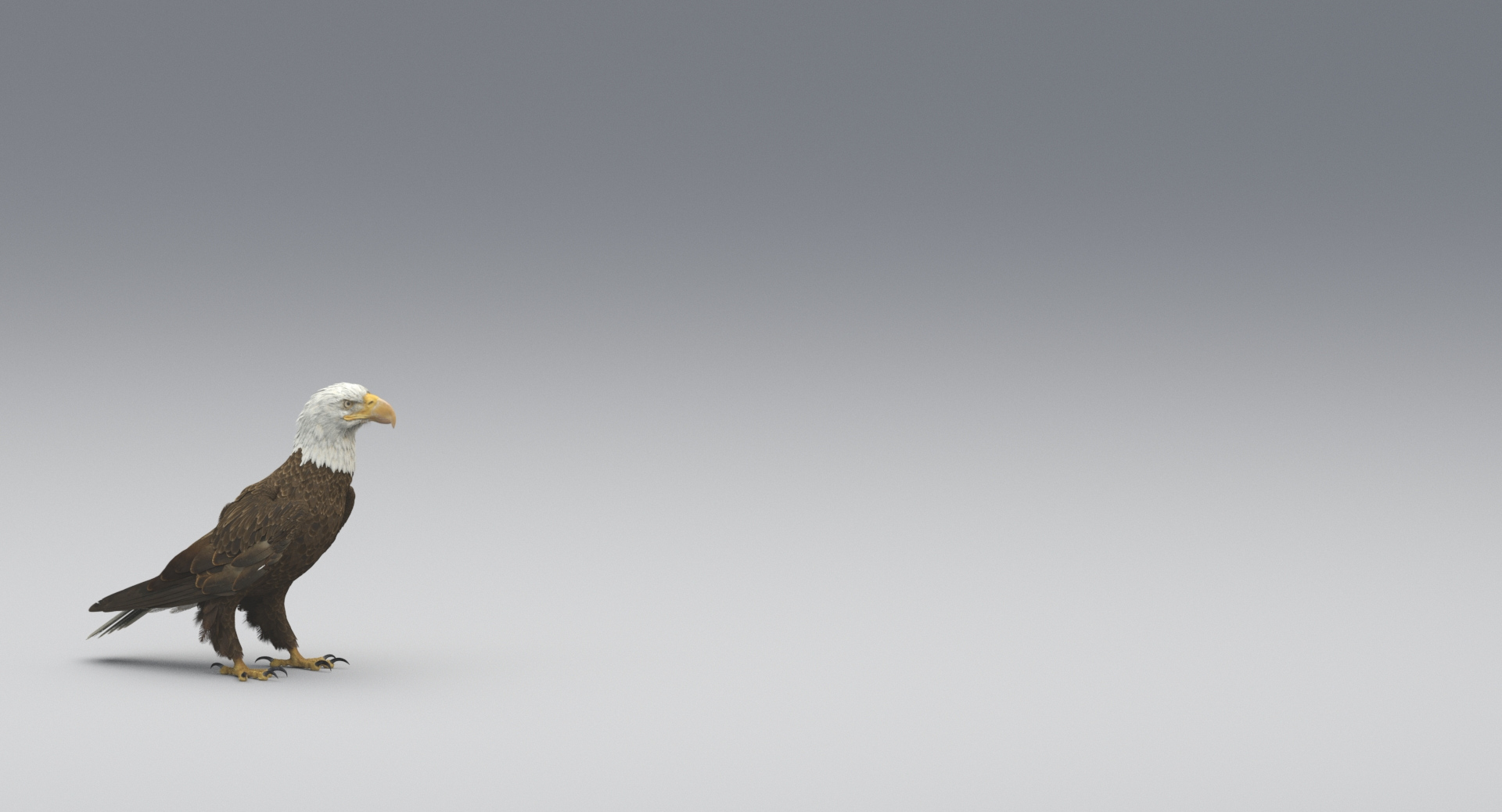 3D american bald eagle animations https://p.turbosquid.com/ts-thumb/r0/ybD0Kk/Yjnf1yDP/idle/jpg/1547122900/1920x1080/turn_fit_q99/32c71a4ddbdc2ef432687fe2d801b5f39cb1ec74/idle-1.jpg