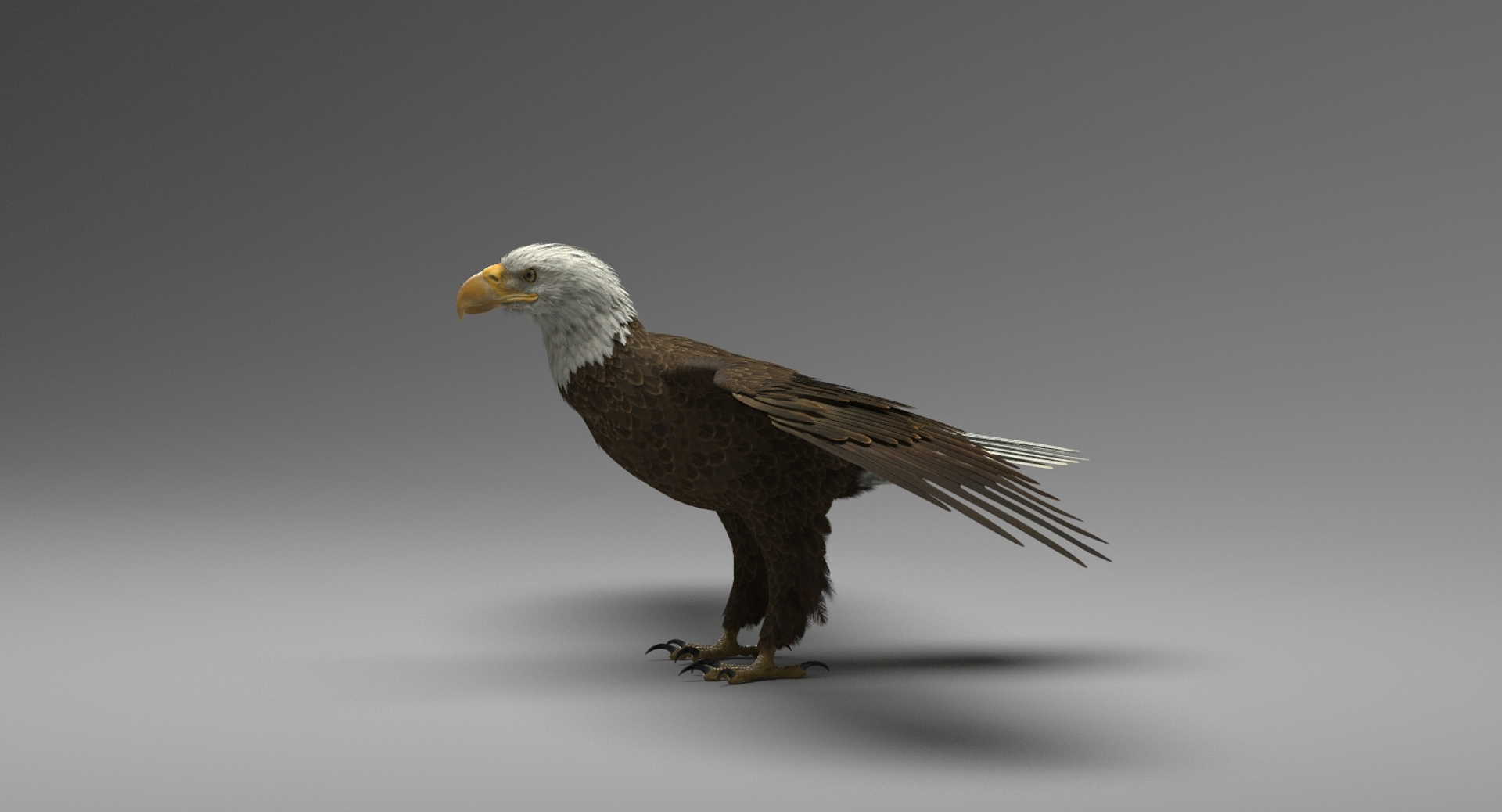 3D american bald eagle animations https://p.turbosquid.com/ts-thumb/r0/ybD0Kk/cbMVlxYz/eagle/jpg/1547116396/1920x1080/turn_fit_q99/b2c7acca563e42c13a6d16b9e5434e13c5e9e375/eagle-1.jpg