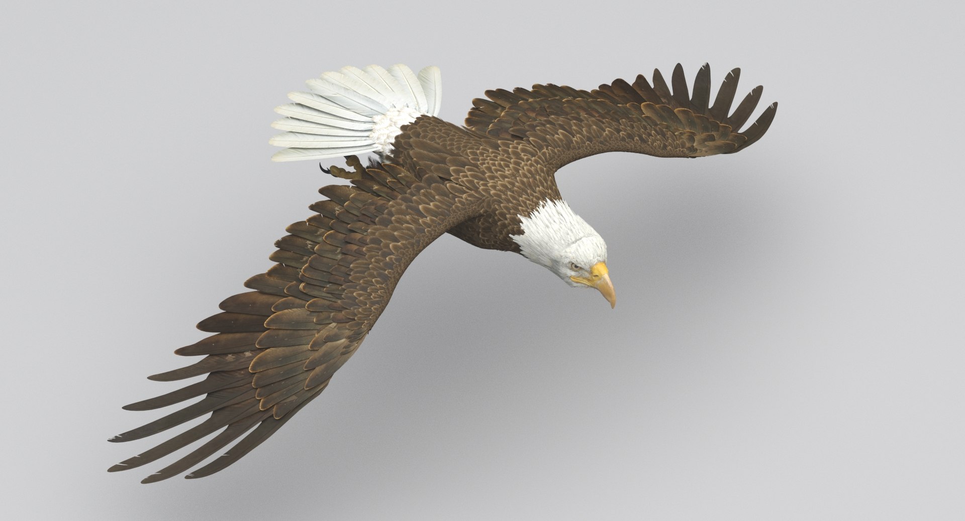 3D american bald eagle animations https://p.turbosquid.com/ts-thumb/r0/ybD0Kk/eF01xh1d/8/jpg/1547116336/1920x1080/fit_q87/71e82b8434830fcf06f2fe58500031c461dfda90/8.jpg