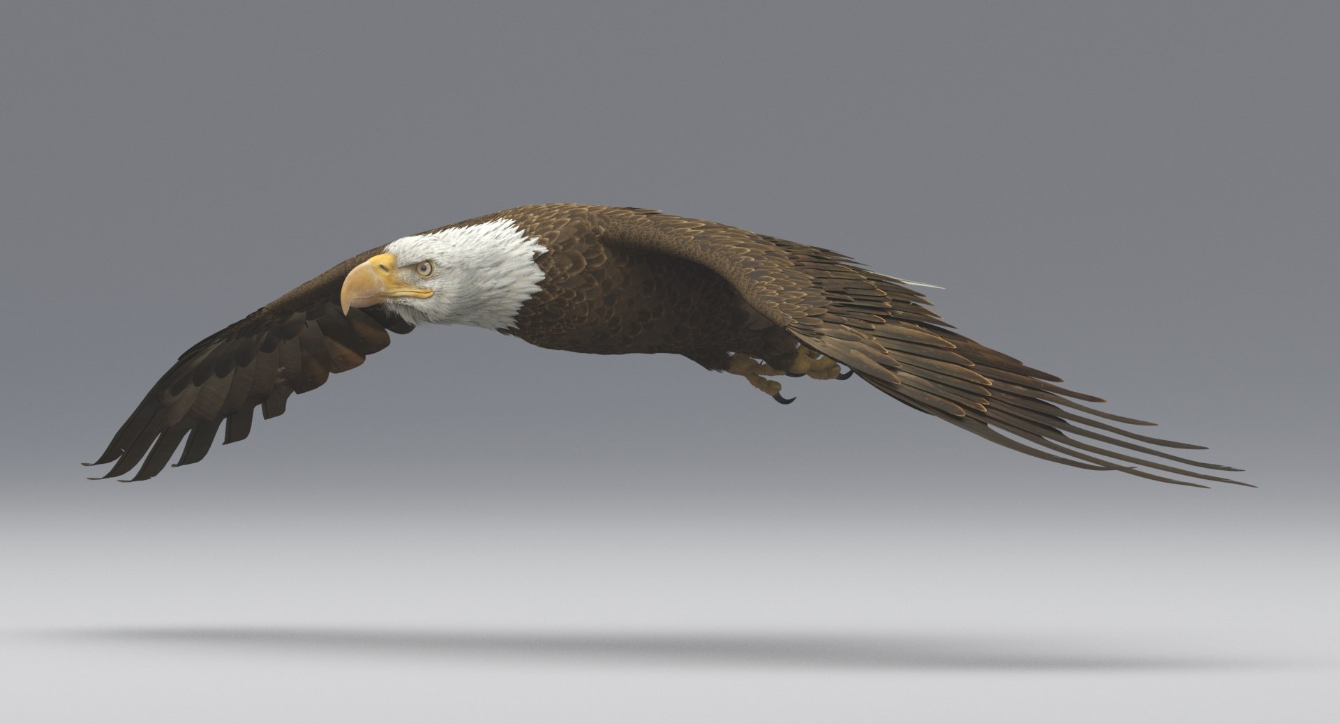 3D american bald eagle animations https://p.turbosquid.com/ts-thumb/r0/ybD0Kk/f0fT2yXH/7/jpg/1547116336/1920x1080/fit_q87/3b1895fba30d74f21b56a99f8c136cb5c81122cd/7.jpg