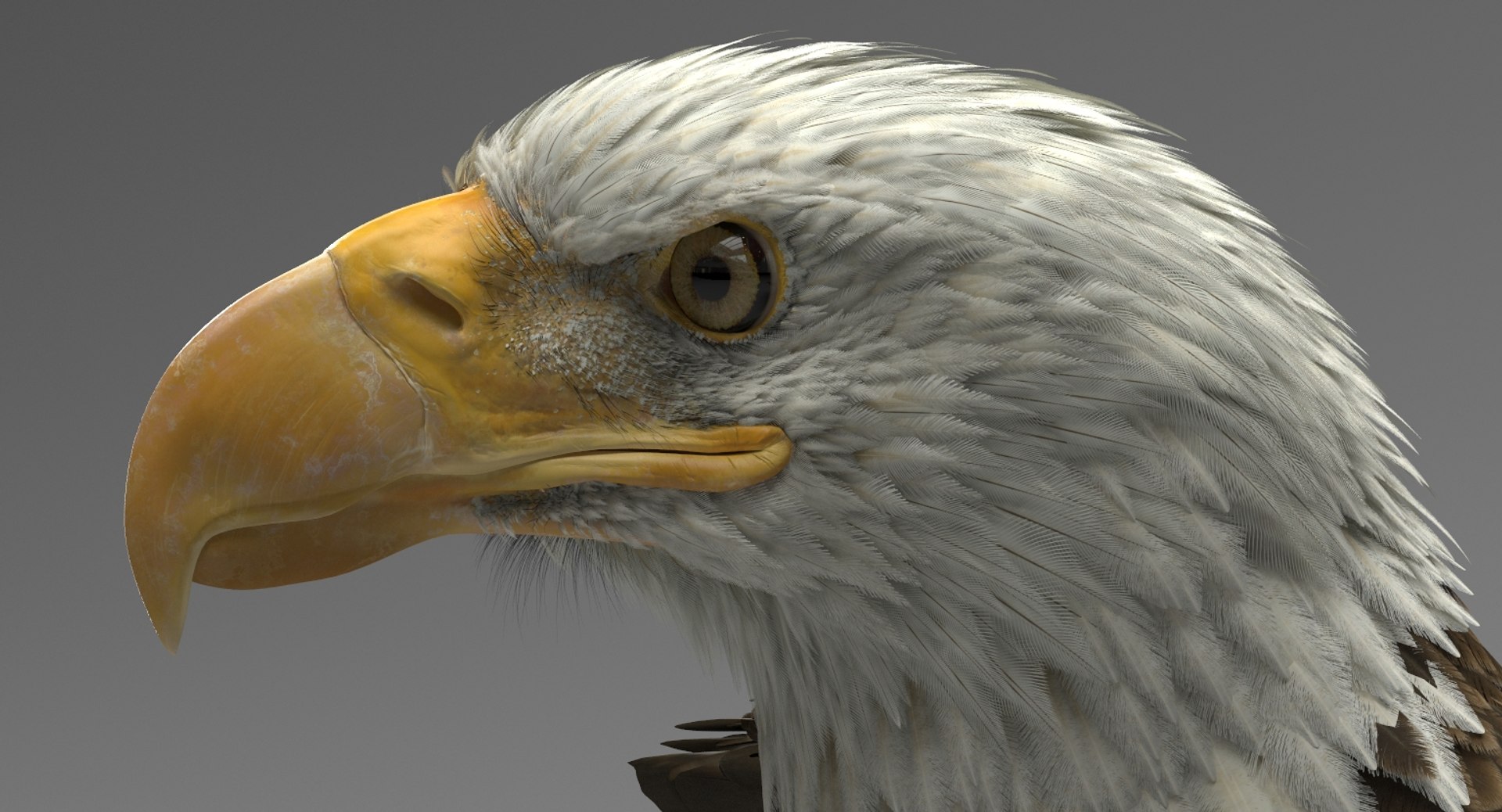 3D american bald eagle animations https://p.turbosquid.com/ts-thumb/r0/ybD0Kk/mI6ftLkf/22/jpg/1547123300/1920x1080/fit_q87/eadc156601da57711c99c34781c4d604498465dd/22.jpg
