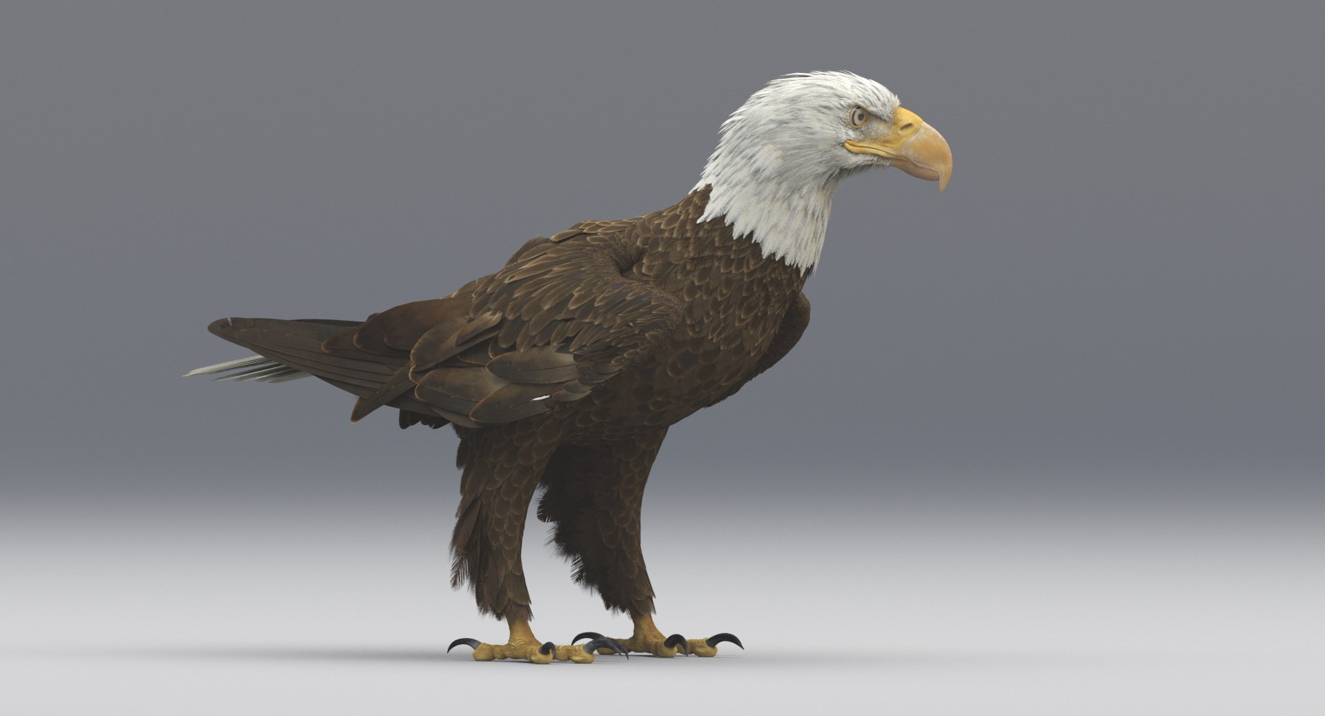 3D american bald eagle animations https://p.turbosquid.com/ts-thumb/r0/ybD0Kk/ndU1miQz/12/jpg/1547116337/1920x1080/fit_q87/cc531074b2a00fa745ca9dc89b591fc0dcddd5a5/12.jpg