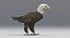 3D美国秃鹰动画