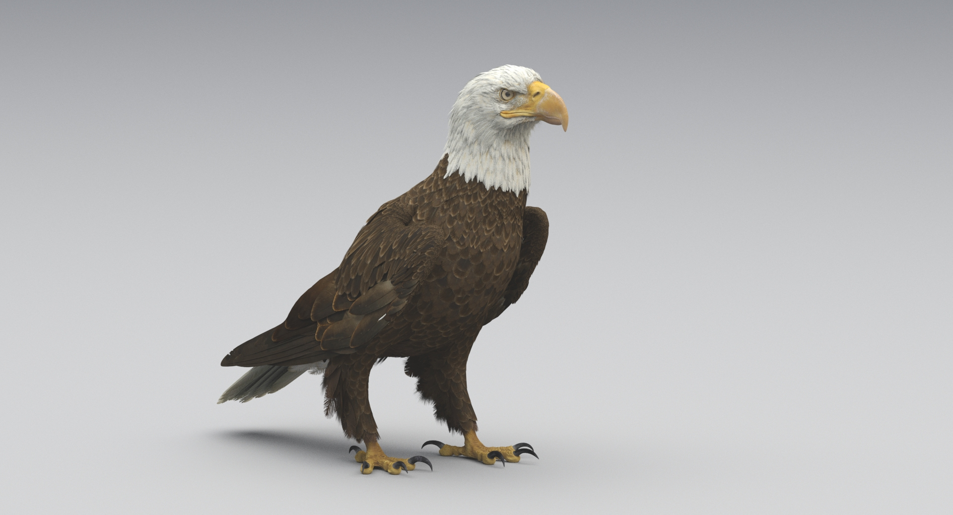 3D american bald eagle animations https://p.turbosquid.com/ts-thumb/r0/ybD0Kk/trm4qLB6/idle/jpg/1547122559/1920x1080/turn_fit_q99/ddb8108319fe13e833e2e2babe6f1cb73a2a3009/idle-1.jpg