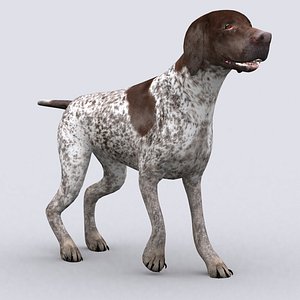 3D model german pointer dog -