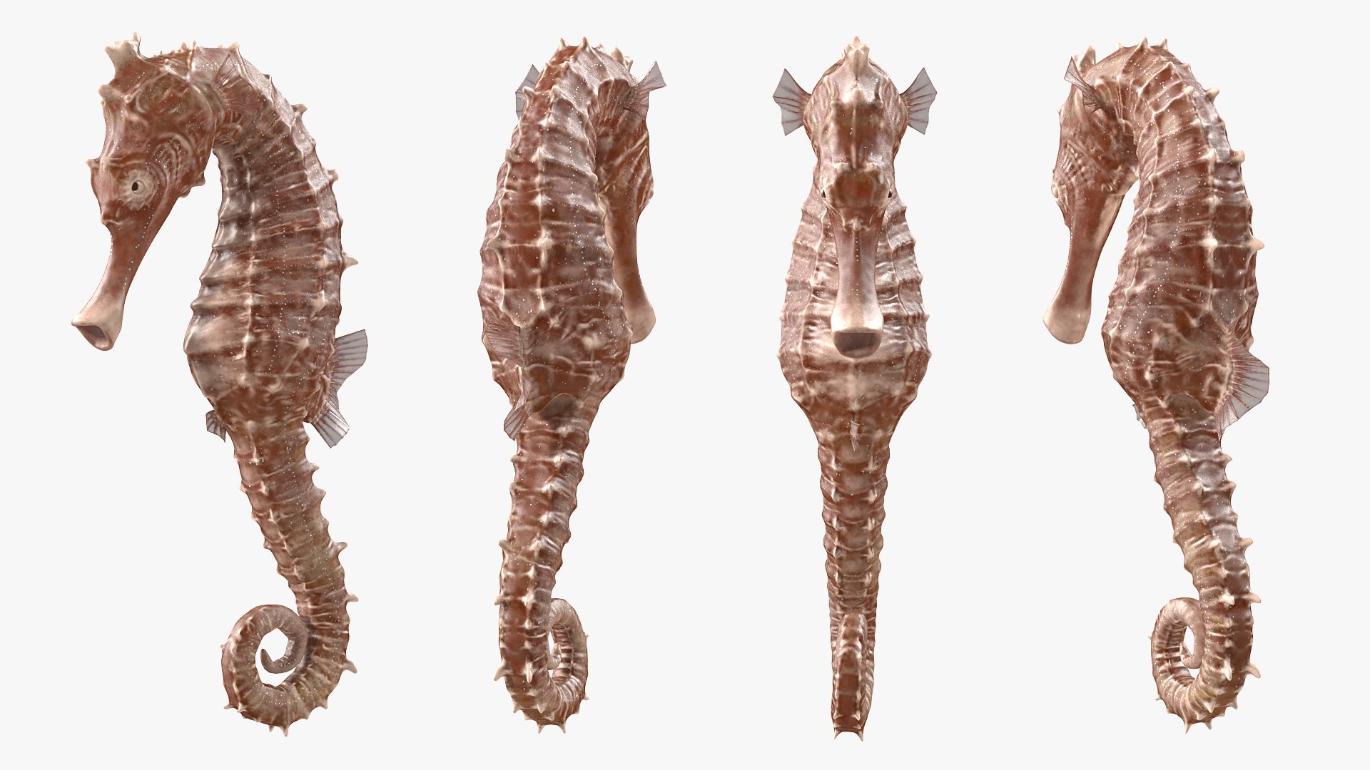 Spotted Seahorse Hippocampus Kuda Rigged for Cinema 4D 3D model preview