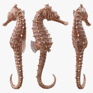 spotted seahorse hippocampus kuda model